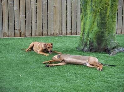 Dog-friendly artificial turf from ProGreen Canada